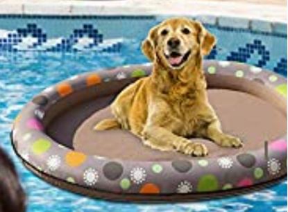 Picture of Dog float